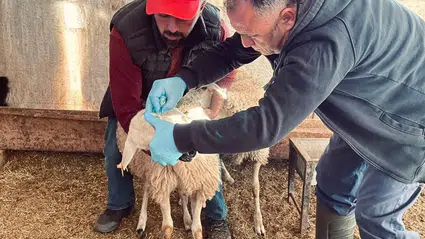 Küçükbaş Hayvanlara Brucella Kalkanı