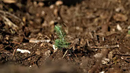 Fidan Dikim Törenine Davet