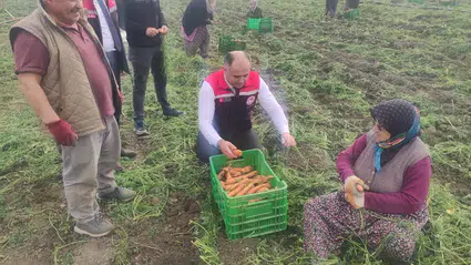 Tarlada turuncu hasat