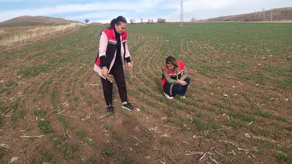 Hububat Tarlaları Mercek Altında