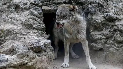 Kurt Sürüsü Saldırdı, Küçükbaş Hayvanlar ve Köpek Öldü