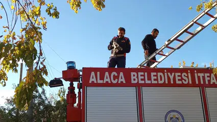 Mahsur Kalan Yavru Kedi İtfaiye Ekiplerince Kurtarıldı