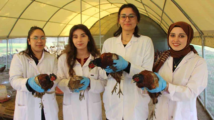 Amasya’da üniversiteliler sülün yetiştiriyor