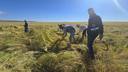 Karacadağ pirincinde ilaç kalıntısı olmadığı analizlerle doğruladı