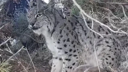 Van’da vaşak görüntülendi