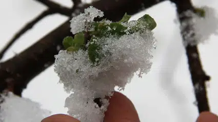 Kar ve Dondurucu Soğuk Kapıda