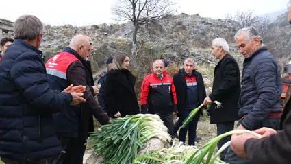 Coğrafi İşaretli Kışlacık Pırasasında Hasat Başladı