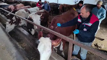 İskilip’te Hayvan Sağlığı İçin Aşı Seferberliği