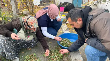 Kargı’da Salep Mesaisi
