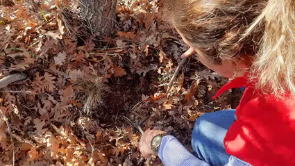 Hububata Süne Kalkanı