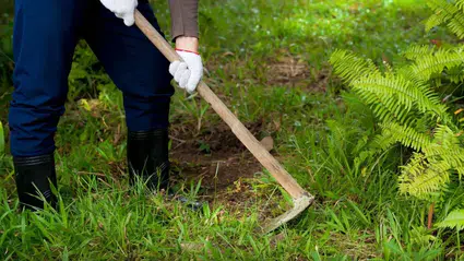 Bahçesinde bulduğu taş altından daha değerli çıktı