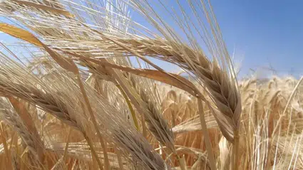 Çorum’da Arpa Üretimi Arttı