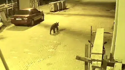 Sinop'ta ilçe merkezine inen ayı güvenlik kamerasınca kaydedildi