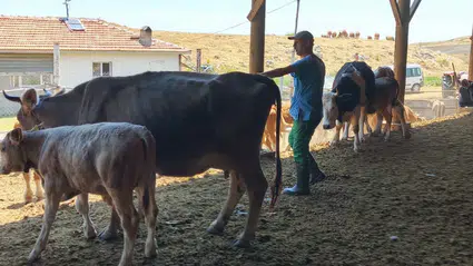 Şapa Karşı Aşılama Seferberliği