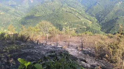 Samsun'da ormanlık alanda çıkan yangın büyümeden söndürüldü