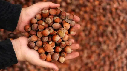 Ticaret borsalarında 10 ayda 606 bin tonu aşkın fındık işlem gördü