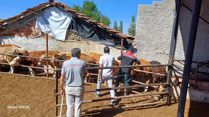 Çorum'da Hayvanlara Yönelik Şap Aşılama Çalışmaları Sürüyor
