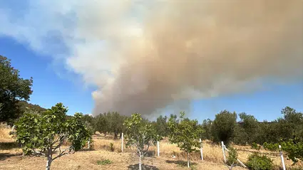 Çanakkale'de çıkan orman yangınına müdahale ediliyor