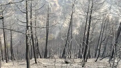 Karabük'teki orman yangınında yaralanan kedinin yardımına hayvanseverler yetişti