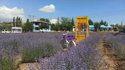 Lavanta Bahçesi Hasat Nedeniyle Ziyarete Kapanıyor