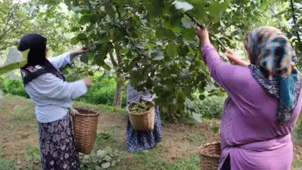 Giresun'da fındık işçi yevmiyesi 886 lira 85 kuruş olarak belirlendi