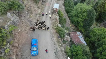 Artvin'de Jandarma Ekipleri, Kaybolan Keçileri Başarıyla Tekrar Sahiplerine Kazandırdı