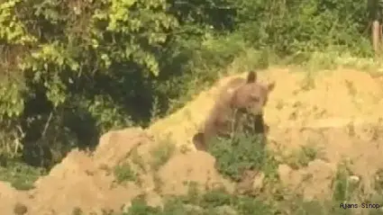 Sinop’ta anne ayı ve iki yavrusunun dut yedikleri anlar kameralara yansıdı