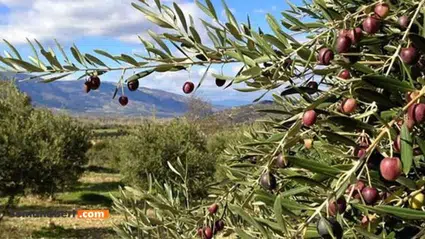 Kaya, Tartışmalı Zeytin Kanununun Gerekçelerini Açıkladı