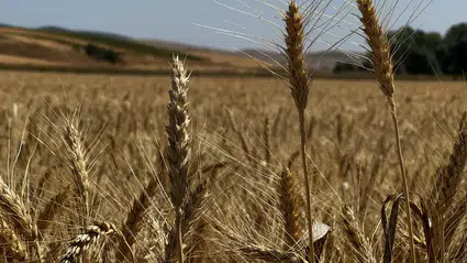 Belediyenin Tarlasındaki Buğday, İhtiyaç Sahiplerine Un Olacak