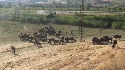 Amasyalı çift döndükleri Amasya'daki köylerinde manda yetiştiriyor