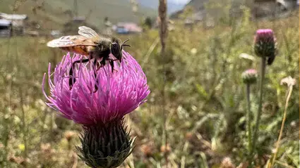 Dünyaca ünlü Anzer balının üretimi için mühürlenen peteklerden numune alındı