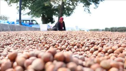 Karadeniz Sahil Yolu'ndaki kaldırımlarda fındık kurutma mesaisi başladı