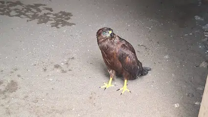 Samsun'da yaralı bulunan bozkır şahini tedavi altına alındı