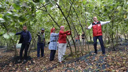 Ordu'da 148 fındık üreticisine hasat filesi desteği sağlandı