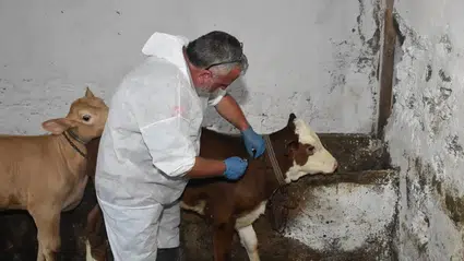 Gümüşhane'de şap hastalığıyla mücadele sürüyor