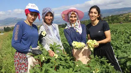 Amasya'nın coğrafi işaretli çiçek bamyasının hasadı başladı