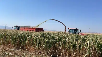 Amasya'da silajlık mısır hasadı başladı