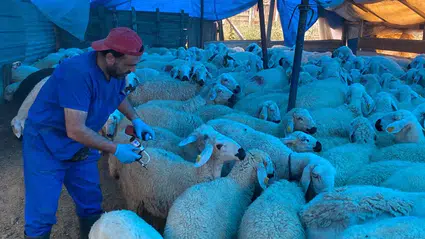 Hayvan Sağlığı İçin Aşılama ve Denetimler