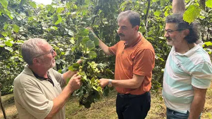 Akçaabat Ziraat Odası Başkanı Eyüpoğlu'dan, fındık hasadında zaman ve teknik uyarısı