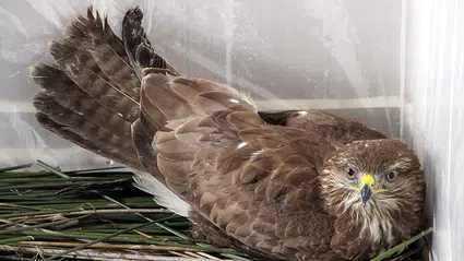 Samsun'da yaralı bulunan bozkır şahini tedavi altına alındı
