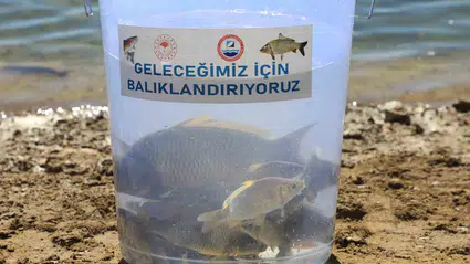 Uluköy Barajı'na 25 bin yavru sazan balığı bırakıldı
