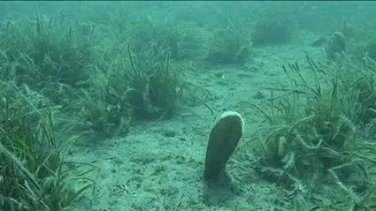 Deniz suyunun ısınması ve kirlilik istilacı yosunların yayılmasına neden oluyor