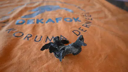 Antalya'da siyam ikizi yavru caretta caretta görüntülendi