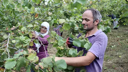 Trabzon ve Giresun'da fındık hasadına başlandı