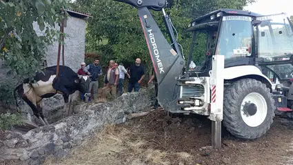 Kuyuya Düşen İnek Kurtarıldı