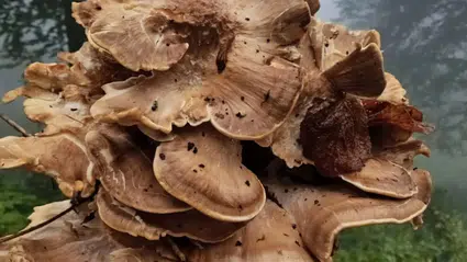 Kastamonu'da etkili olan yağışın ardından mantar sezonu başladı