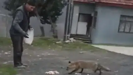 Bolu'da aç kalan tilkiyi vatandaş besledi