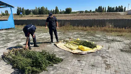 Alaca 21 Kök Kenevir İtkisi Ele Geçirildi