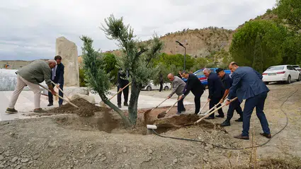 Osmancık'a Asırlık Zeytin Ağacı