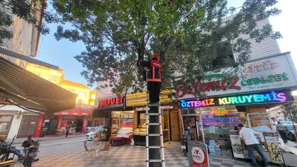 Ağaçta Mahsur Kalan Kedi Kurtarıldı